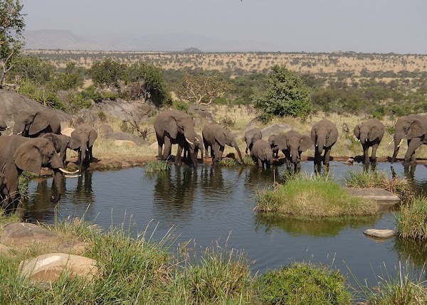 Serengeti 3