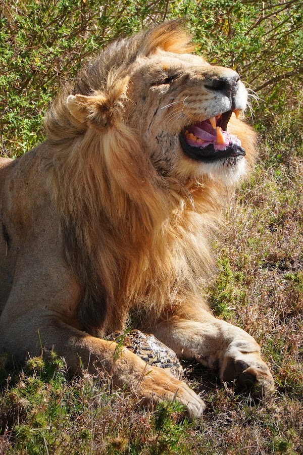 Serengeti 2