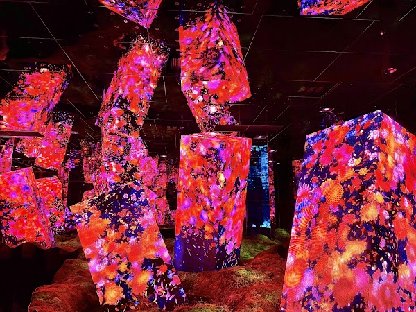 チームラボ バイオヴォルテックス京都(TeamLab⭐︎Biovortex Kyoto, 2025 Autumn open) 2