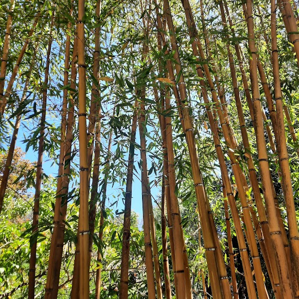 Val Rahmeh-Menton Botanical Garden 2