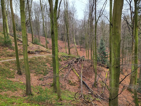 The Munkebjerg Forest