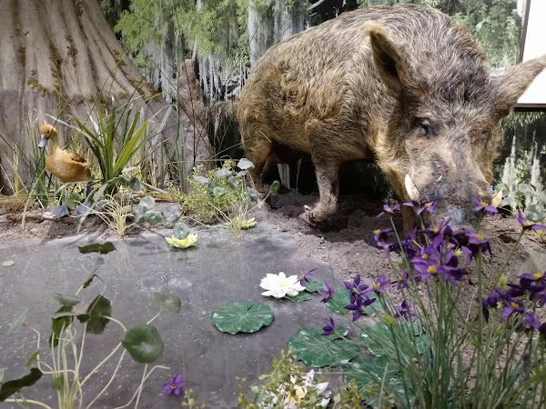 Osceola County Welcome Center and History Museum 4