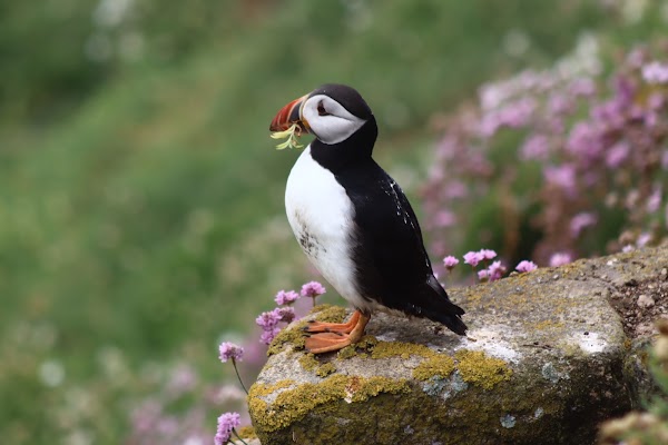 Saltee Islands 5