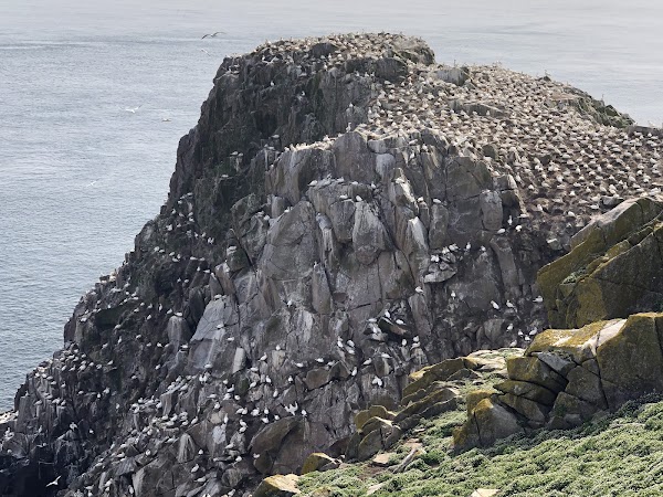 Saltee Islands 4