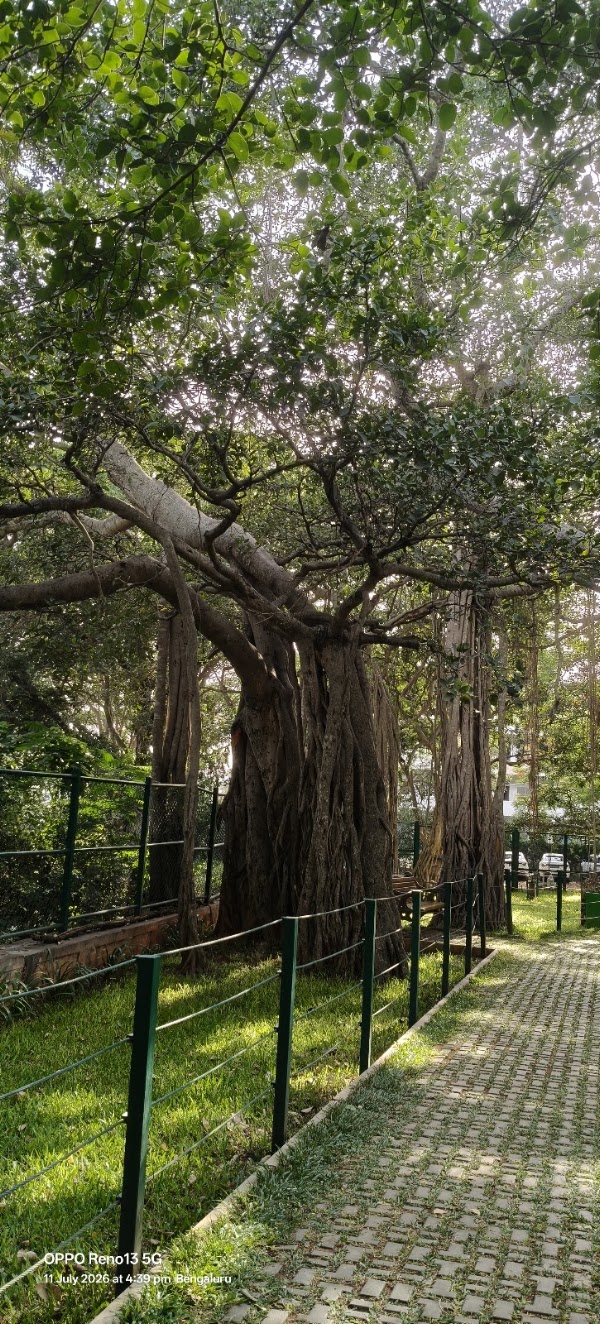 Big Banyan Tree
