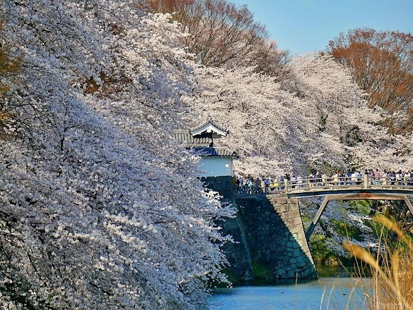 Kajo Park 5