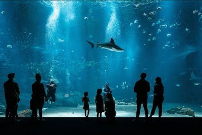 Nausicaa Centre National De La Mer