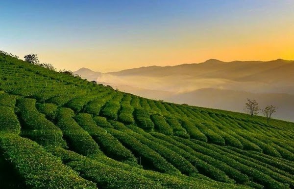 Cau Dat Tea Village