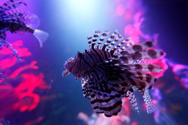 SEA LIFE Michigan Aquarium 1