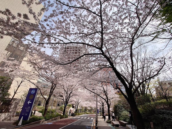 Roppongi Sakura-zaka 1