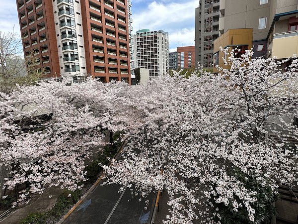 Roppongi Sakura-zaka 5