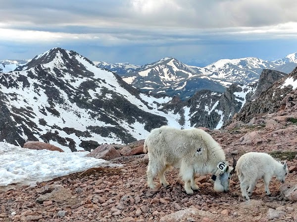 Mt. Evans Scenic Byway 2