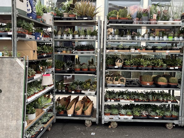 Columbia Road Flower Market 4