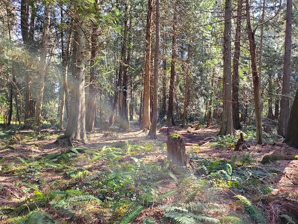 Enchanted Forest Trail 1