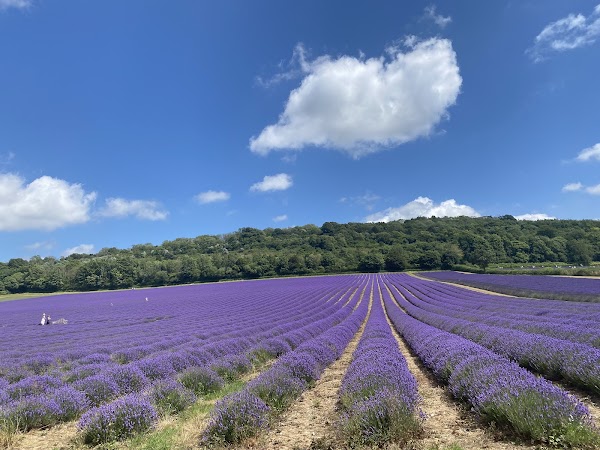 Castle Farm Lavender Fields