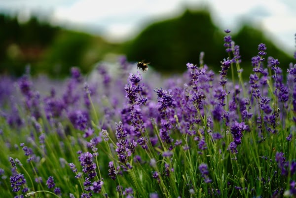 Castle Farm Lavender Fields 4
