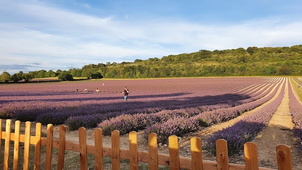 Castle Farm Lavender Fields 3