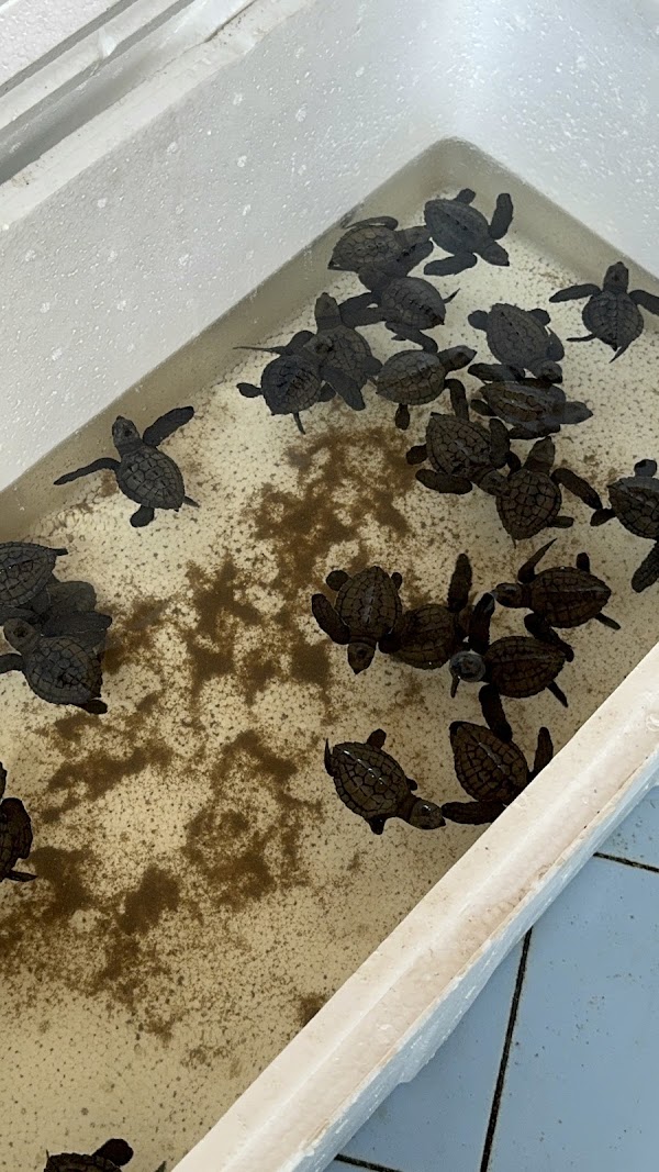 Sea Turtle village 1