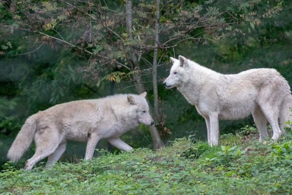 Wolf Park Werner Freund 5