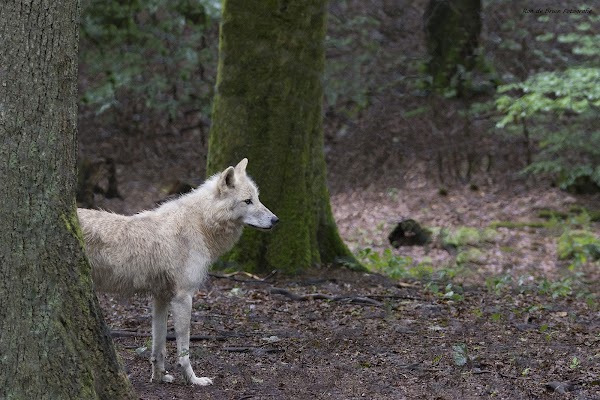 Wolf Park Werner Freund 4