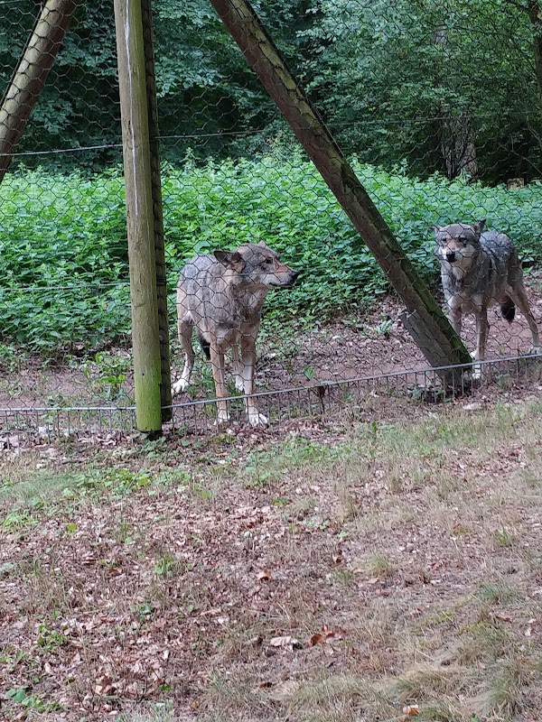 Wolf Park Werner Freund 3