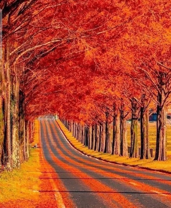 Momiji Tunnel 4