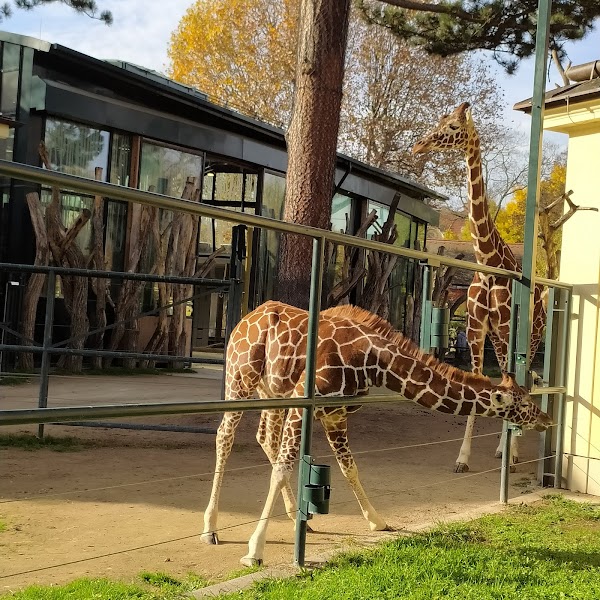 Schönbrunn Zoo 5
