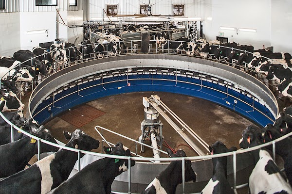 Morning Fresh Dairy Farm 3