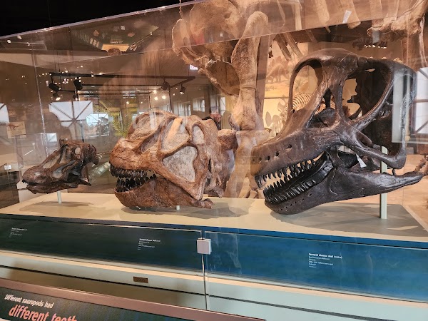 Field Museum 3