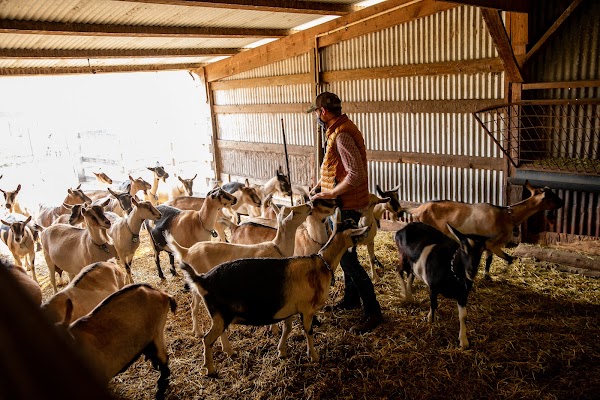 Harley Farms Goat Dairy