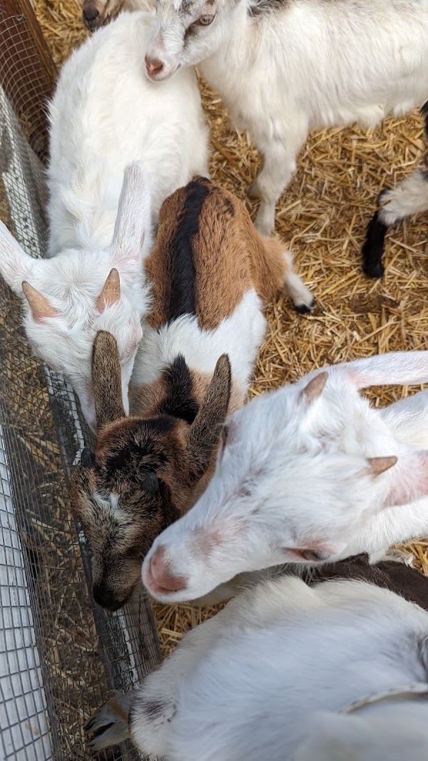 Harley Farms Goat Dairy 5