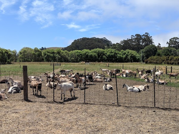 Harley Farms Goat Dairy 3