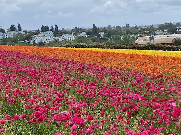 Carlsbad Ranch