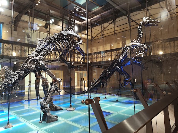 Royal Belgian institute of Natural Sciences