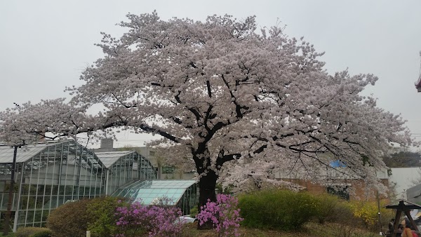 Hongneung Forest (Arboretum) 5