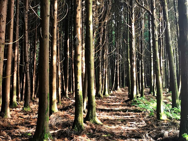 Floresta Negra - Black Forest