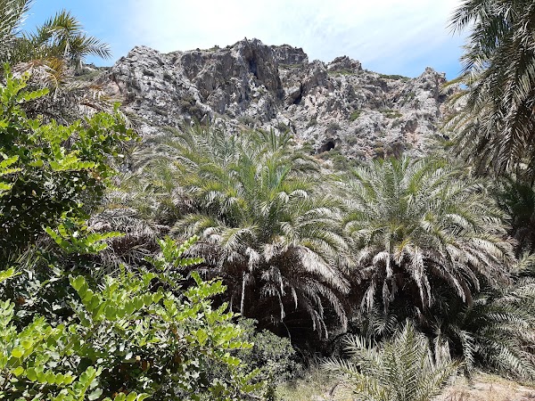 Preveli Palm Forest