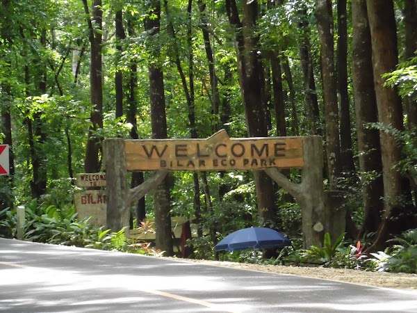 Bilar Man-Made Forest 2