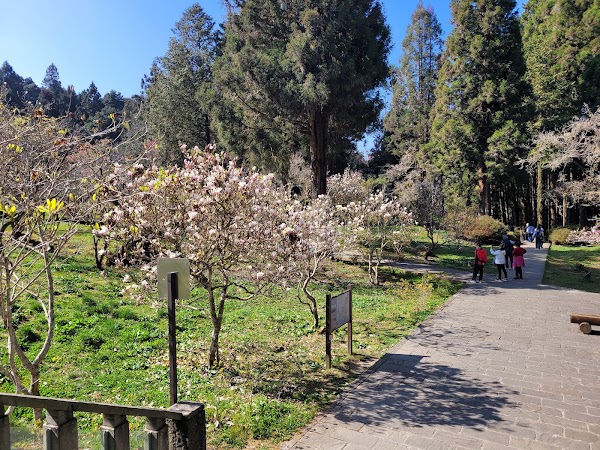 Magnolia Garden