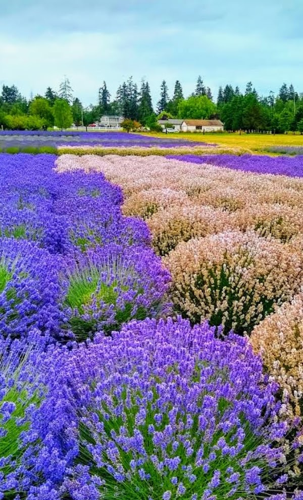 Sequim