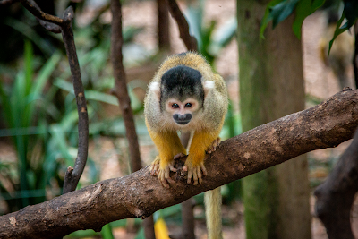 World of Birds Wildlife Sanctuary & Monkey Park