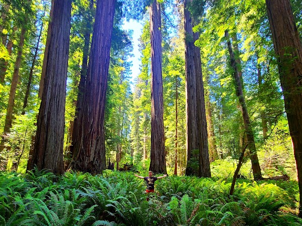 Stout Grove Trailhead