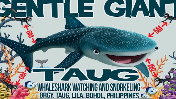 TAUG WHALESHARK WATCHING AND SNORKELING
