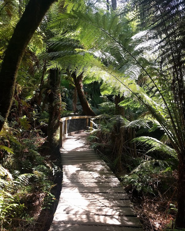 Maits Rest Rainforest Walk 1