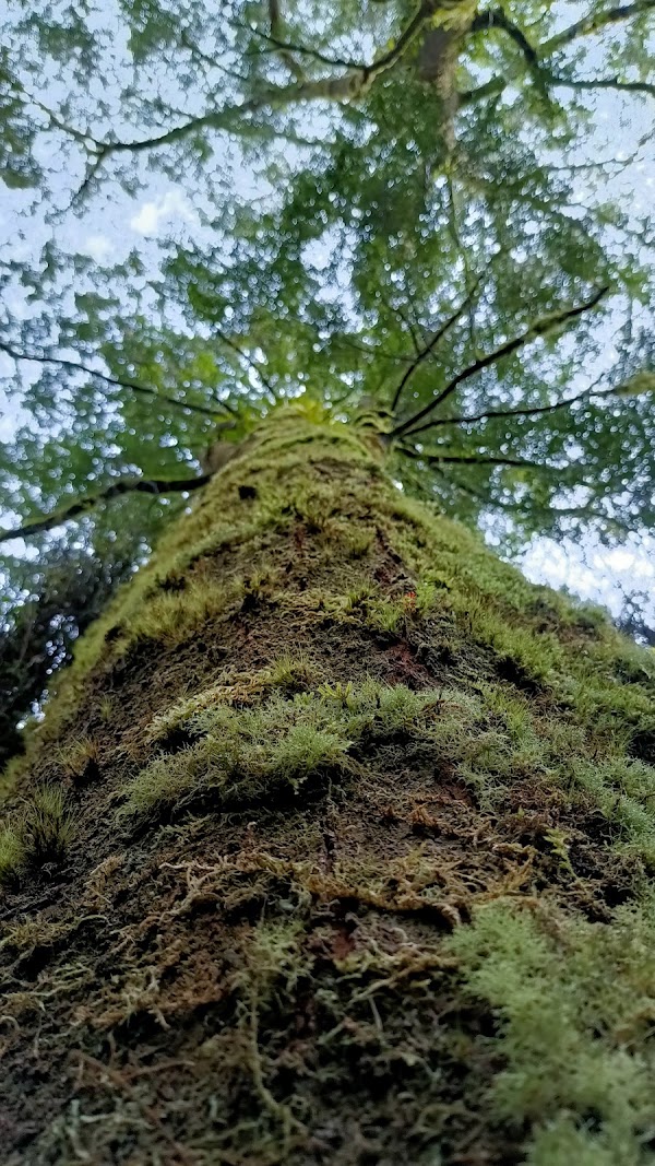 Maits Rest Rainforest Walk 5