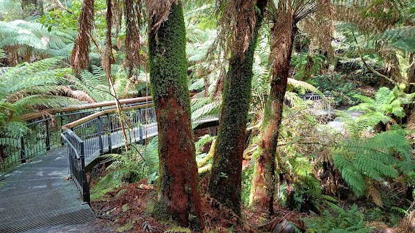 Maits Rest Rainforest Walk 4