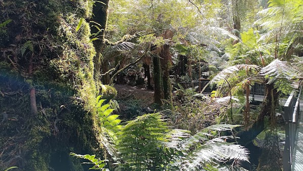 Maits Rest Rainforest Walk 3