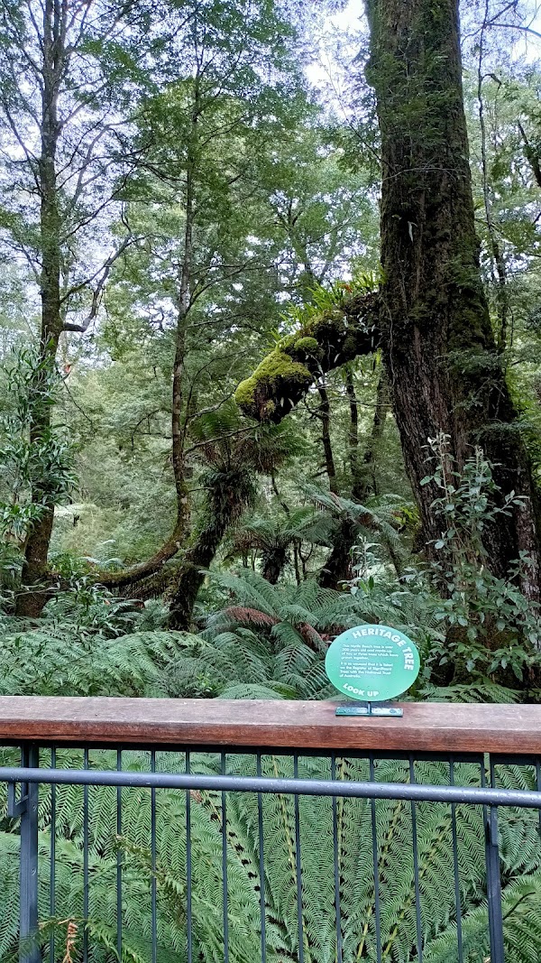 Maits Rest Rainforest Walk 2