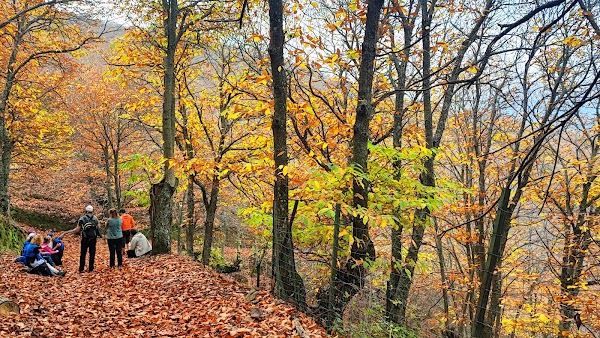 Bosque de Cobre