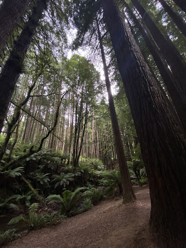 The Redwoods Otways 5